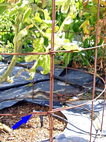 Picture of the tomato cage where the hooks hold it together