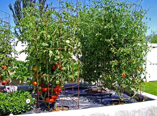 Picture of plastic sheeting, organic mulch and tomato cages
