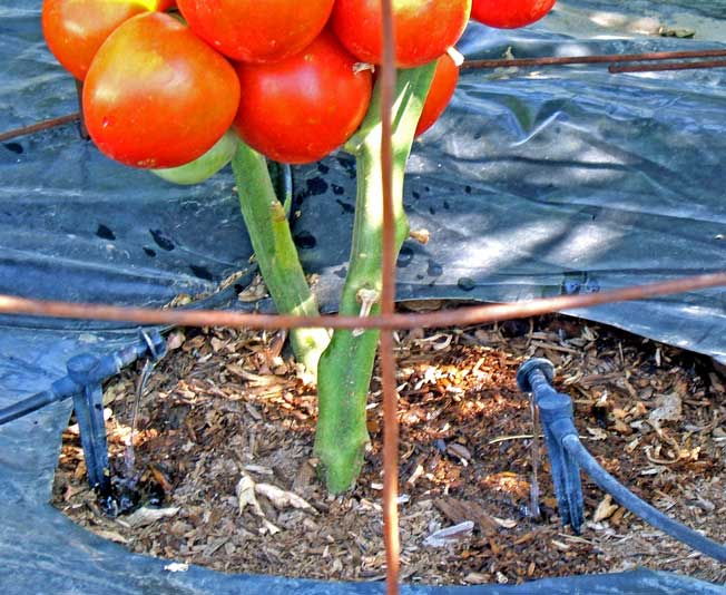 A picture of the drip irrigation in action